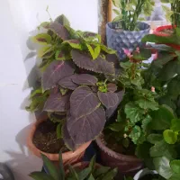 گل طبیعی|گل و گیاه طبیعی|بروجرد, |دیوار