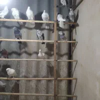 کبوتر