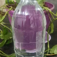 گلاب محلی با کیفیت