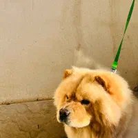 سگ چاو چاو|سگ|ارومیه, |دیوار