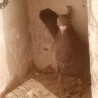 کبوتر|پرنده|ایلام, |دیوار