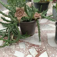 گل و گیاه آپارتمانی|گل و گیاه طبیعی|لاهیجان, کوی آزادگان|دیوار