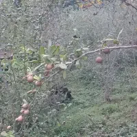 زمین به متراژ۱۷۰۰متربدون مدرک فقط نسق وفروشنامه