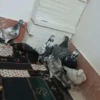 کبوتر