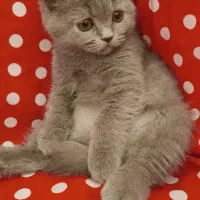 گربه چشم تیله ای نژاد اصیل