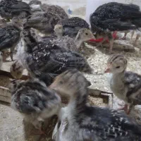 جوجه بوقلمون برنز|حیوانات مزرعه|قوچان, |دیوار