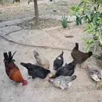 تخم مرغ نظفه دار گلین و محلی