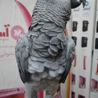 واگذاری موقت کاسکو