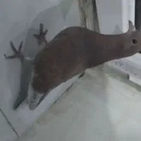 سلام  گم کردم هرکی گرفته یه مردونکی کنه