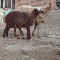 میش دوقلو زا ، میش بره دار ،میش ابستن بز|حیوانات مزرعه|مشهد, امیریه|دیوار
