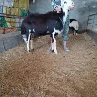 فروش بهترین قوچ کله سفیدپلنگی|حیوانات مزرعه|مشهد, کلاهدوز|دیوار