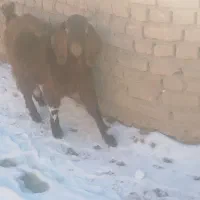 بزغاله و بز  پاکستانی