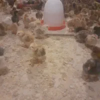 تخم مرغ محلی  نطفه دار و خوراکی|حیوانات مزرعه|گرگان, |دیوار