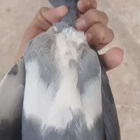 پلنگ.زرد|پرنده|رفسنجان, |دیوار