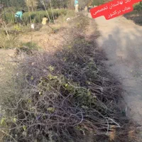 نهال عناب اوکراینی|خدمات باغبانی و درختکاری|بیرجند, |دیوار