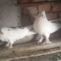 دوجفت مغز دار|پرنده|فارسان, |دیوار