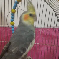 عروس هلندی نر جوان آوازخوان