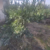 فروش|گل و گیاه طبیعی|نکا, |دیوار