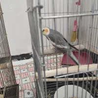عروس هلندی نر