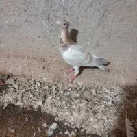کبوتر|پرنده|دشتابی, |دیوار