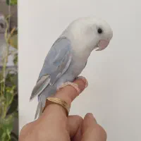 کوتوله نر نیمه رام