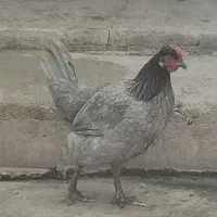 مرغ خروس