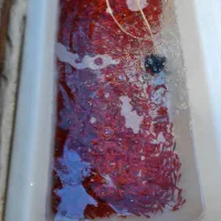 پخش عمده ماهی قرمز گلدفیش و کوی مستقیم از شمال