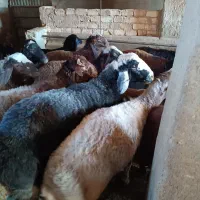 بره نر|حیوانات مزرعه|خنجین, |دیوار