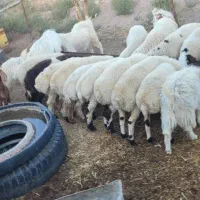 کهره بره قوچ نری بز میش|حیوانات مزرعه|سیرجان, |دیوار