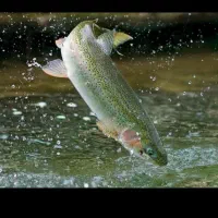 قزل آلا ماهی