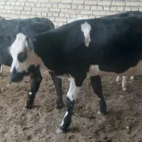 گوساله بران سویس وماده سیمینتال