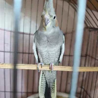 عروس هلندی|پرنده|محمدشهر, شهرک پیام (مهرالبرز)|دیوار