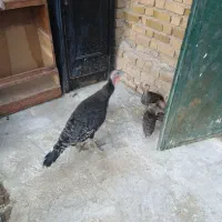 بقلمون با چهارتا جوجه