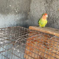 طوطی برزیلی خوشگل