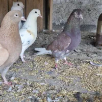کبوتر