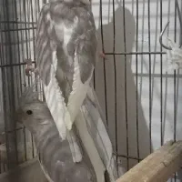 عروس هلندی وایت فیس و ابلق آلبینو