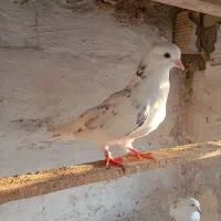 کبوتر|پرنده|قشم, |دیوار