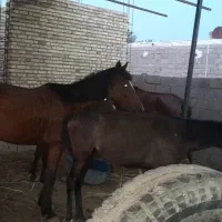 اسب در شادگان الفلاحیه