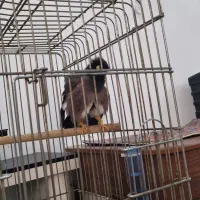 مرغ مینا سخنگو