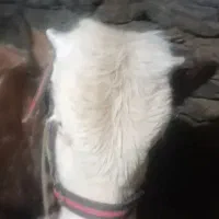 گوساله نر سمینطال|حیوانات مزرعه|سروآباد, |دیوار