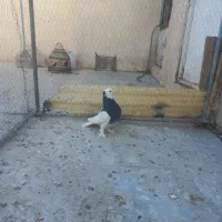 کبوتر یاپرنده