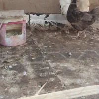 مرغ و خروس