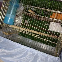 فنج جبرا|پرنده|ارومیه, |دیوار