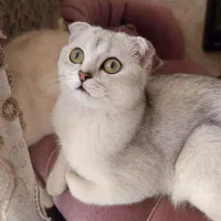 گربه اسکاتیش بریتیش سیلور