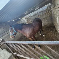 کره اسب مادیون