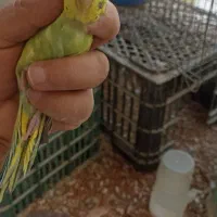 مرغ عشق نر|پرنده|سراوان, |دیوار