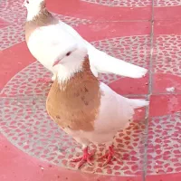 جفت طوقی زرد و آجری