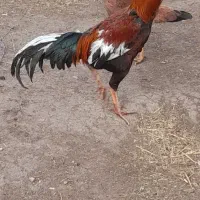 خروس‌لاری|حیوانات مزرعه|ثمرین, |دیوار