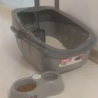 گربه بریتیش پرشین یک ساله|گربه|مهاباد (آذربایجان غربی), |دیوار