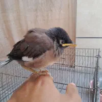 مینا